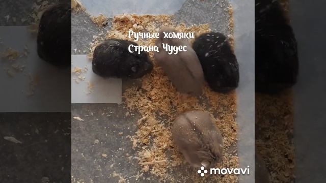 Ручные Хомяки. Мальчики из Страны Чудес. #pets #love #животные #хомяк #грызуны #москва #ручнойхомяк