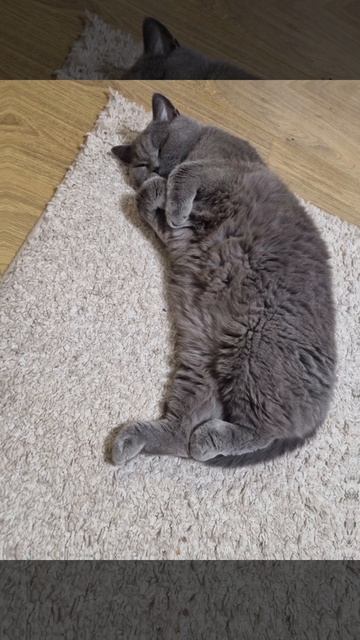 Всем спокойной ночи,от Яша.

#религиякотизм #котолюбовь #зверьемое #рекомендации #яшкакот #этомое #л