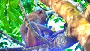 Hot News! Welcome to newborn hybrid baby monkey just born of abandoned ever Mom LIPA new mother