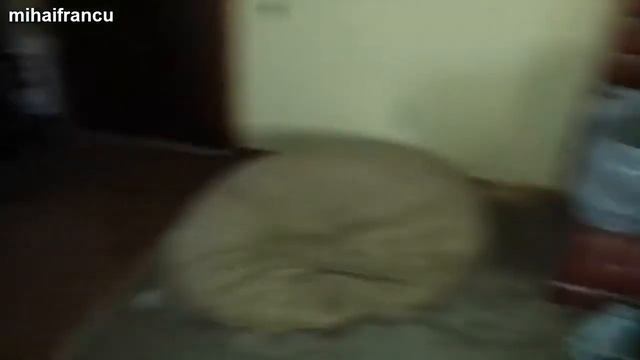 Смешные собаки-Best Of Funny Guilty Dog Compilation 2014 смотреть онлайн