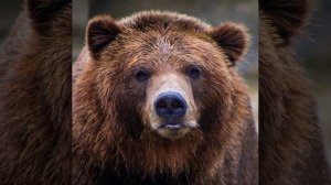 Говорящий Медведь