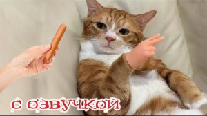 Приколы с котами! Самые смешные животные! - С ОЗВУЧКОЙ! Смешные коты и собаки! - УГАР