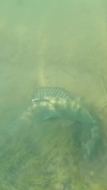 Подводная охота на судака/Underwater walleye hunting.Spearfishing in Russia.Underwater world. Pike. смотреть онлайн