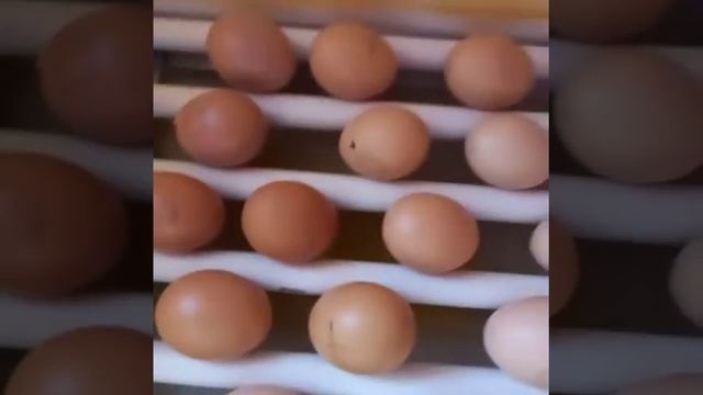 Вылупление циплят.