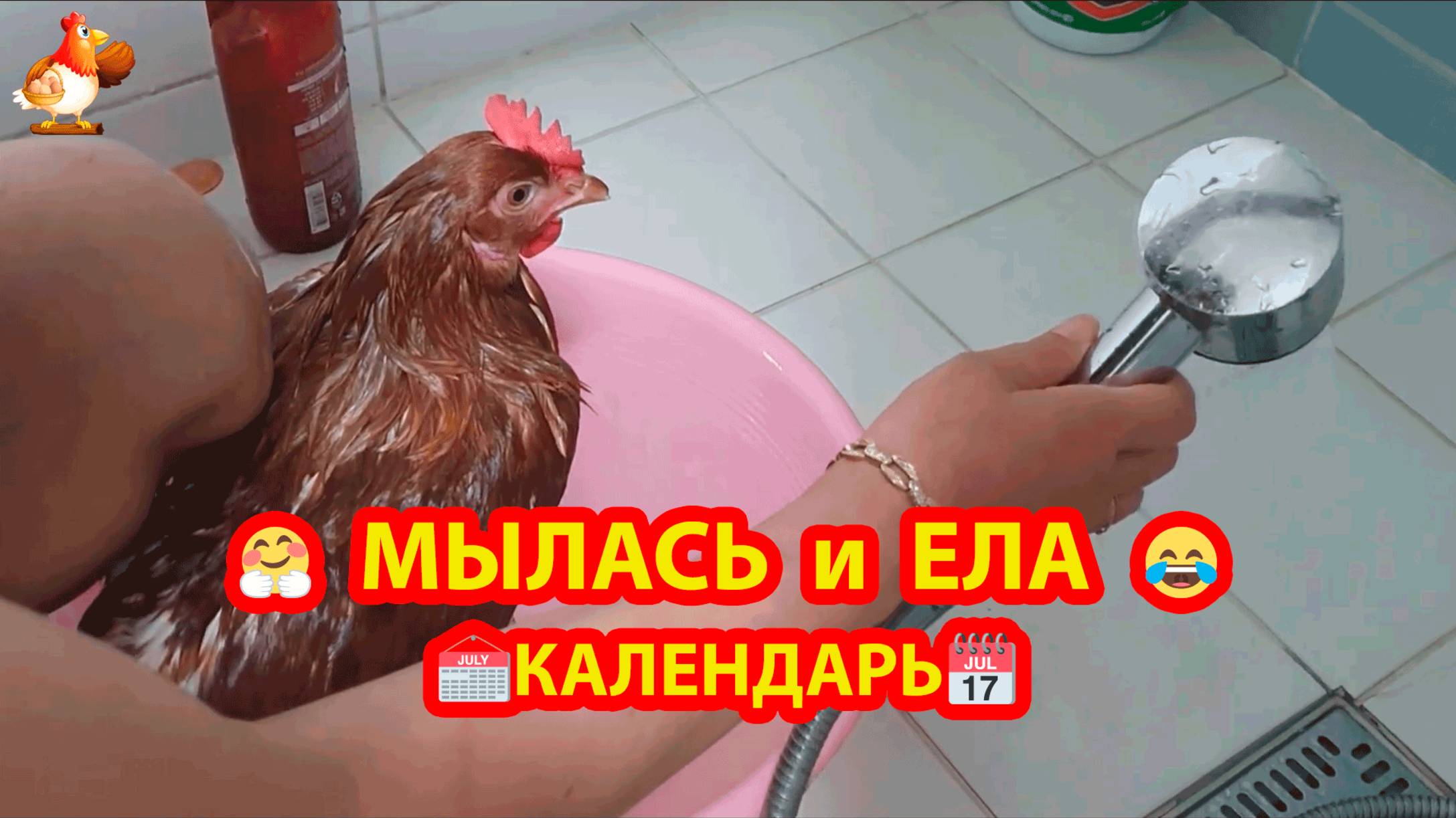 Курица помылась и поела календарь дома ❣️🤗😍