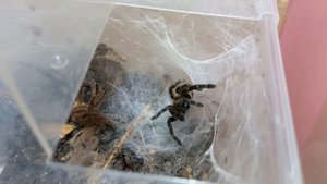 Pterinochilus chordatus feed video