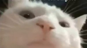 Кот качает головой под бит