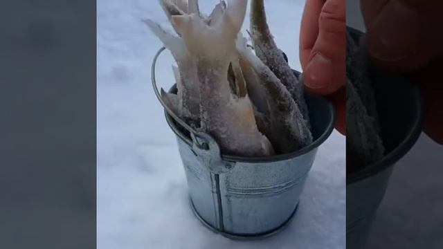 Наловил ведро рыбы!!!! смотреть онлайн