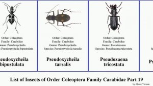 List of Insects of Order Coleoptera Family Carabidae Part 19 pterostichus pseudabarys prothyma
