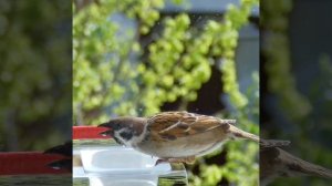 Воробей пьет воду