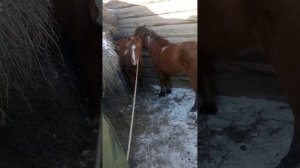 Ставим уколы жеребятам от глистов