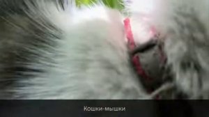 Кошки-мышки Мурка Анука давайка🥰🥰❤️🐱🐱