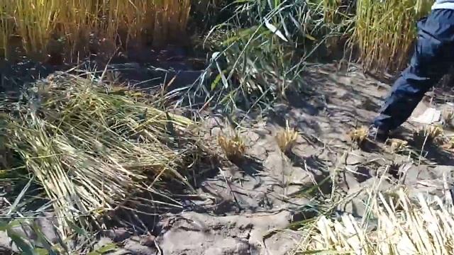 шоли ориш смотреть онлайн