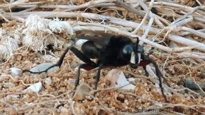 Vespa caçadora Sphex ingens (Sphecidae: Hymenoptera) na praia de Santa Catarina
