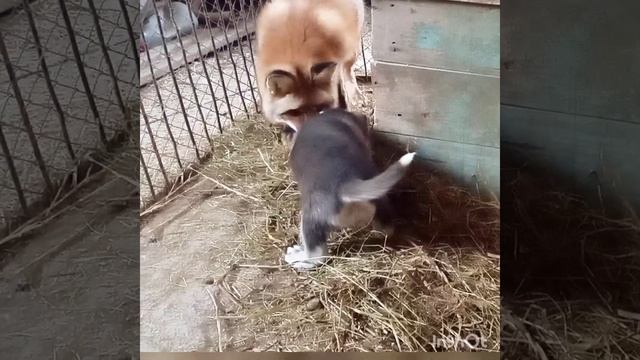 220.Лиса Маркиза и щенок Лаура, знакомство.Wild fox Marquise, puppy Laura, get to know each other. смотреть онлайн