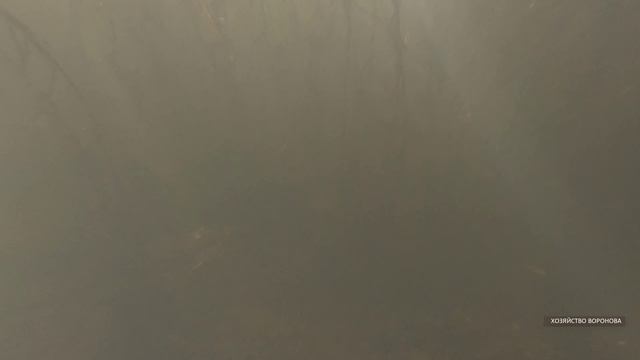 Водоросли в водоёме