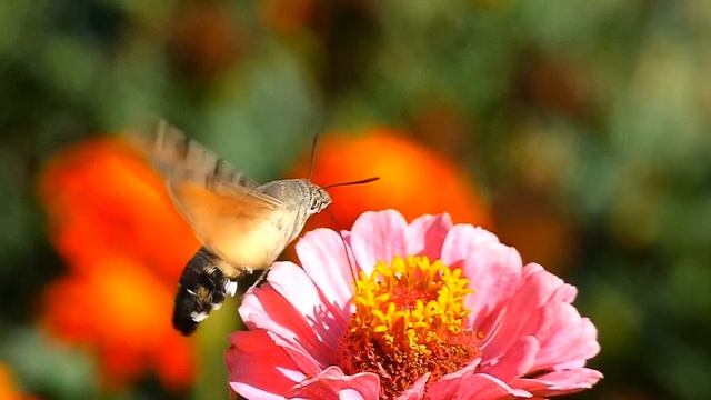 Dlouhozobka svízelová (Macroglossum stellatarum),Taubenschwänzchen,Hummingbird hawk-moth смотреть онлайн
