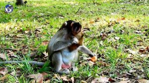 Why Sasha warning Baby Jessie like this/ Pity baby monkey .World Monkey.