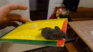 i Поймали мышь на клейкую мышеловку Caught a mouse on a sticky mousetrap 20201015