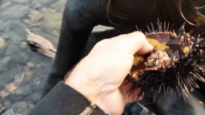 ⚓ Дальневосточная кухня 👉🏻 Никита кушает икру морского чёрного ежа 🐚