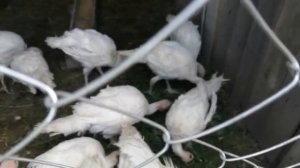 Индюшиные будни 😊Краснодарский край🌻🌻🌻