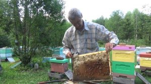 #пчеловодство Состояние хвостов после двух пчелопакетов