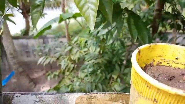 Japonica or water rose /care and propagation #plants #gardentour #salevideo #gardening #waterplants