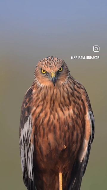 Uzbek Sila смотреть онлайн