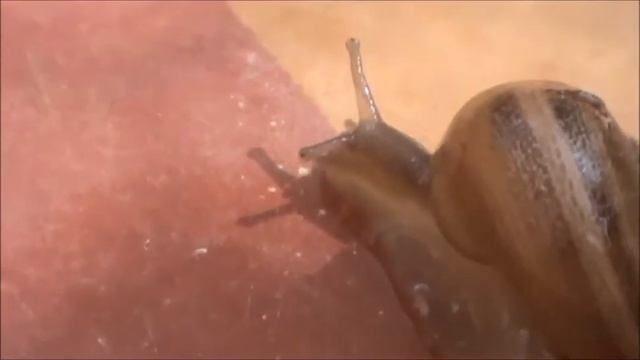 escargot حلزون Snail смотреть онлайн