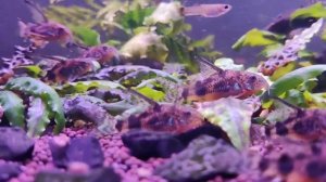 Коридорас Крапчатый