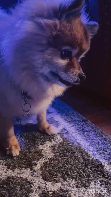 Cute Pomeranian head tilt realizing one week till Christmas  #shorts #pomeranian #christmas#cutepet