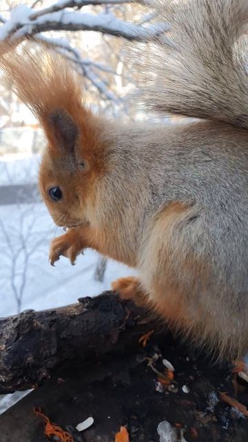 Пообедать и спать. Зимний режим белки. смотреть онлайн