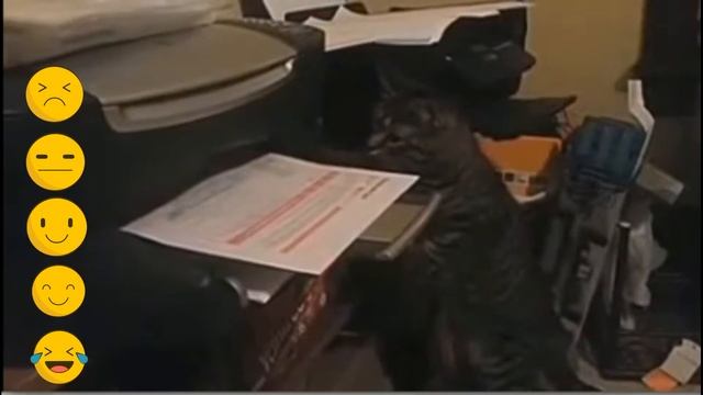 *ПРИКОЛЫ ПРО ЖИВОТНЫХ 2018 КАТЯТА * :))))))) смотреть онлайн