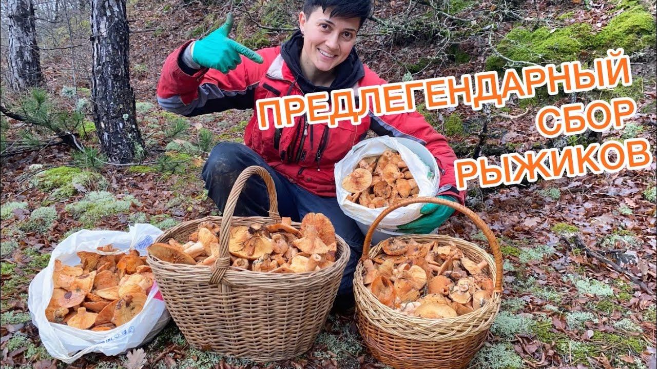 Я нашла нетронутый лес с полянами рыжиков! Это просто фантастика, декабрь, а грибы повсюду