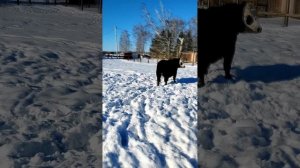 Свободу телкам!🐮 Как я ловил своих бунтарок: Панду 🐮 и Веснушку 🐮