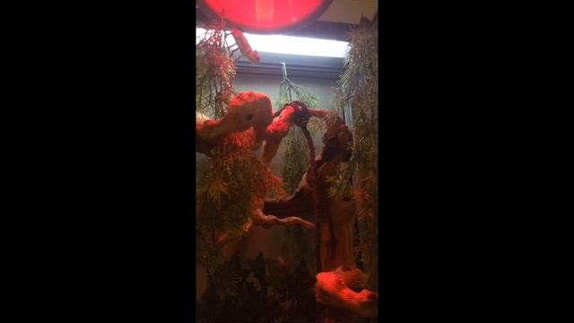 Feeding my super blue and yellow bloodline veiled chameleon смотреть онлайн