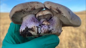 НЕ ПОВТОРЯЙТЕ ТАКОГО! Нашествие синеножки! Наглядный пример ядовитого шампиньона