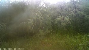 Молодые волки. Озеро Карасун.