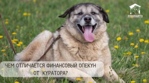 А вы куратор? Или опекун? Или и опекун, и куратор?