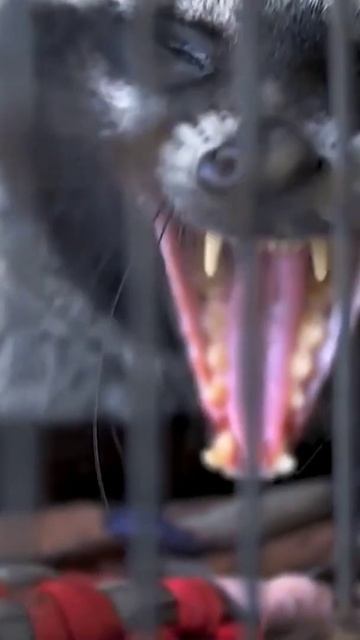 Weasel coffee смотреть онлайн