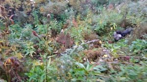 Охота с подсадной уткой осенью  Крякаш