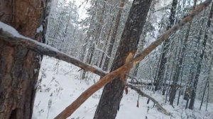 промысел 13 без рыжего, север,охота на соболя