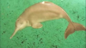 Heaven Help Us, Baiji