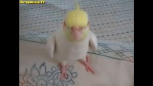 Попугай насвистывает мелодию