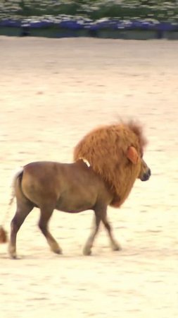 Fantastic Beasts & where to find them? 🦁 Of course in our Deutsche Bank Stadium! 🎵 😍 #chioaachen