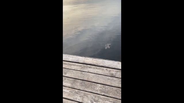 Pipa Caught A Big A$$ Snapping Turtle HD 720p смотреть онлайн