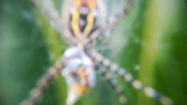 Araña Tigre (Argiope bruennichi).