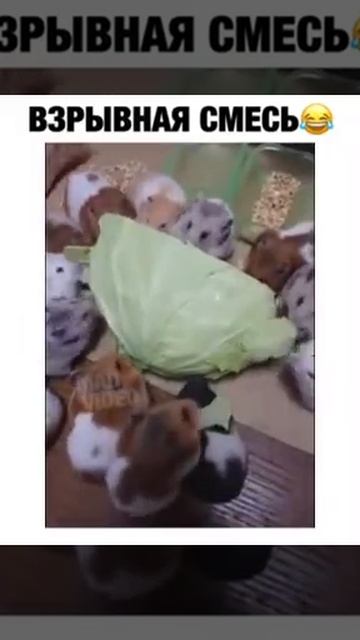 Капуста и хомяки ) смотреть онлайн