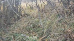 проверка петель и капканов. Удача.