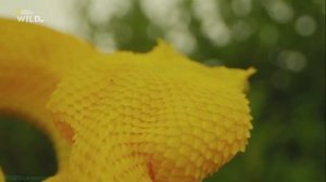 Самые смертоносные змеи : Северная и Южная Америка